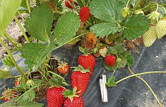 Giresun'da çilek üretiminin gelişimi