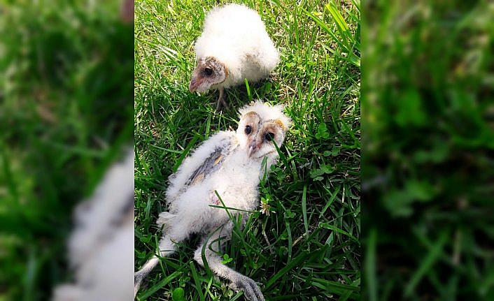 Giresun'da peçeli baykuş yavruları koruma altına alındı