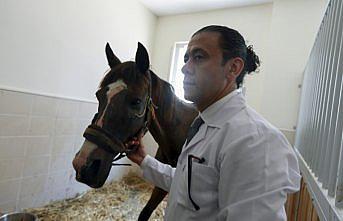 Hasta ve yaralı atları yaşama döndüren merkez