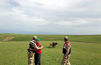 Kayıp hayvanları jandarma buldu