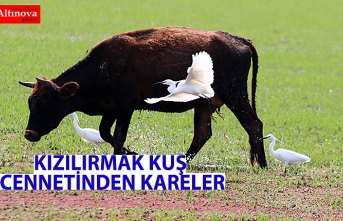 KIZILIRMAK KUŞ CENNETİNDEN KARELER