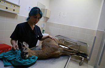 Köpeklerin yaraladığı karaca tedavi ediliyor