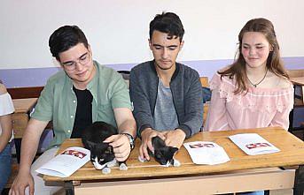 Okulda beslenen kedi yavruları karne gününde yuvaya kavuştu
