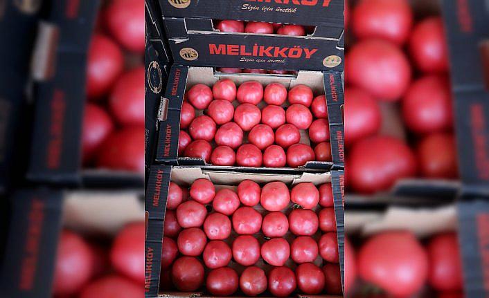 Rusya'ya domates ihracatındaki artış yüz güldürüyor
