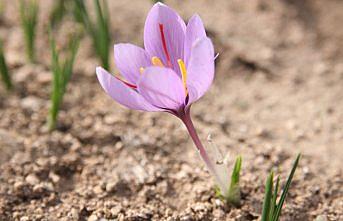 Safranda üretim hedefi 20 kilo