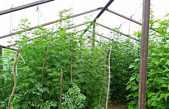 Sebze serasında kenevir yetiştiren 3 kişi yakalandı