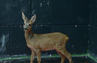 Tedavi edilen karacalar doğayla buluşturuldu