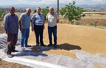 TMO, Vezirköprü'de buğday alımına başladı