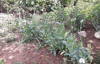 Tokat'ta izinsiz ekilen 114 kök haşhaş ele geçirildi