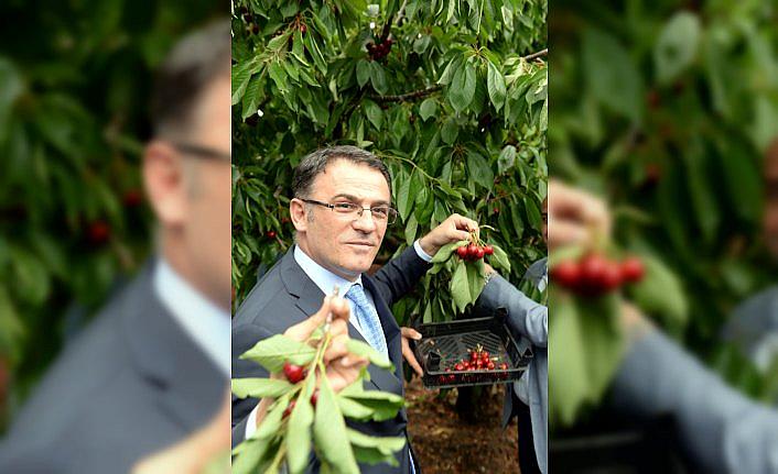 Vali Ozan Balcı kiraz hasadına katıldı