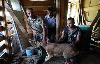 Yaban keçisini özel güvenlik görevlileri kurtardı