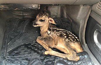 Yaralı karaca koruma altına alındı