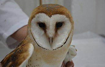 Yaralı peçeli baykuş yavrusu tedavi altına alındı