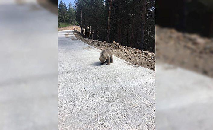 Yolunu kaybeden ayı yavrusu doğaya bırakıldı