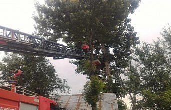 Yuvada aç kalan leylek yavruları koruma altında