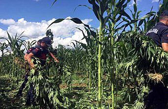 Zonguldak'ta 22 bin kök Hint keneviri ele geçirildi