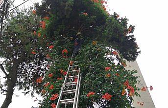 Ağaçta mahsur kalan kediyi itfaiye kurtardı