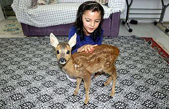 Amasyalı ailenin sevimli misafiri, karaca 