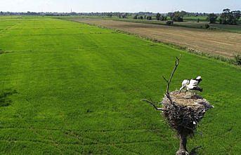 Arazisini 35 yıldır leyleklerle paylaşıyor