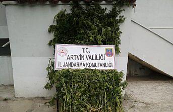 Ardanuç'ta Hint keneviri ele geçirildi