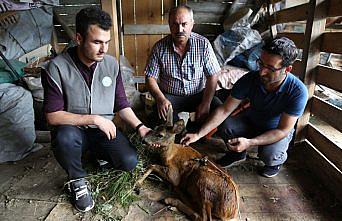Artvin'de yaralı karaca koruma altına alındı