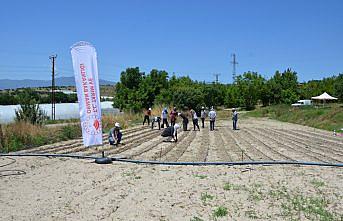 Ata tohumu fasulyeler toprakla buluştu