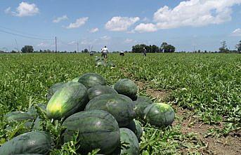 Bafra karpuzu tarladayken alıcı buluyor