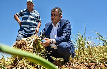 Başkan Çatal sarımsak işçilerini ziyaret etti