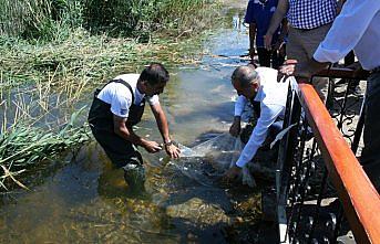 Bolu'daki göl ve göletlere sazan balığı yavrusu salındı