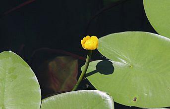 Bolu'nun tabiat parkları 