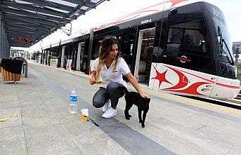 Duraktaki kediyi kadın vatman besliyor