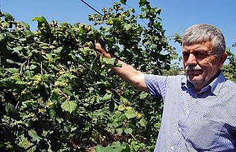 Fındıkta yüksek fiyat beklentisi