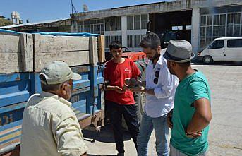 Havza'da buğday pazarı hareketlendi