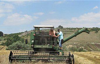 Kavak'ta buğday hasadı başladı