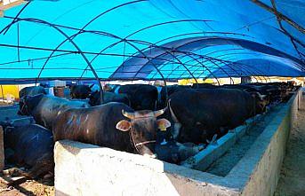 Kurban pazarlarında denetim