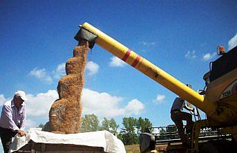 Ladik hububat hasadı başladı