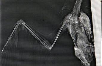 Martının kırılan kanadına platin takıldı