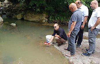 Ordu'da dereye 5 bin yavru alabalık bırakıldı