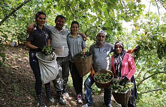 Ordu'da fındık hasadı erken başladı