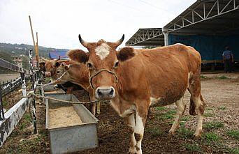 Ordu'da kurban kesim ve satış noktaları