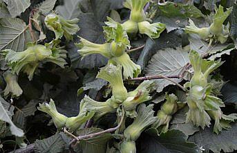 Örnek fındık bahçelerinde verim 300 kilograma ulaştı