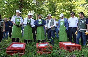 Sinop'ta doğaya sülün salındı