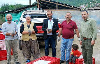 Tokat'ta çiftçilere beç tavuğu dağıtıldı