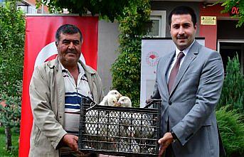 Tokat'ta çiftçilere kaz dağıtıldı