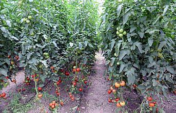 Tokat'ta sera domatesi hasadı