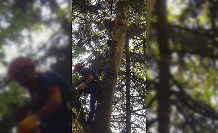 Uzungöl'de ağaçta mahsur kalan yamaç paraşütçüsü kurtarıldı