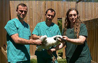 Yaban hayvanları rehabilitasyon merkezinde tedavi ediliyor
