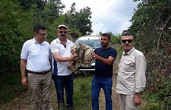 Yaralı bulunan kulaklı orman baykuşu koruma altına alındı