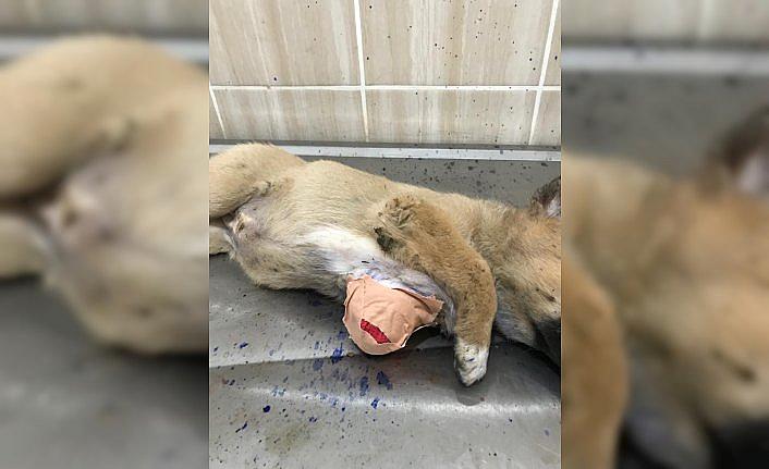 Yaralı halde bulunan köpek yavrusu tedavi altına alındı