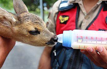 Yaralı karaca yavrusuna jandarma sahip çıktı
